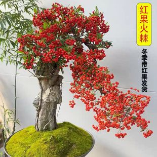 �𼬘��������辰�Ϙ��Gֲ�ļ��^��ֲ���̨�͏dͥԺɳ���玧�t��