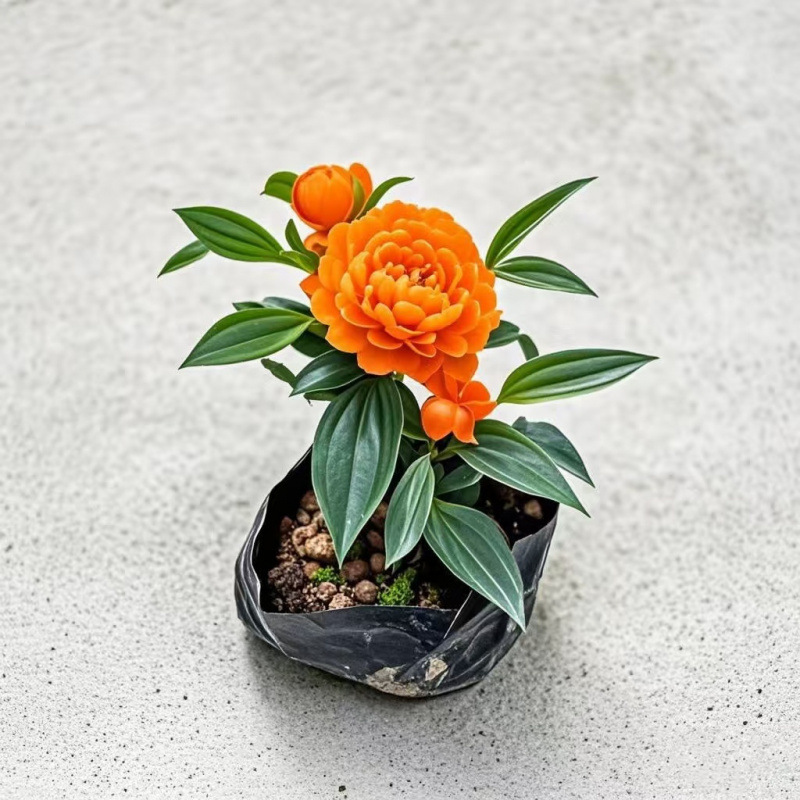 이중꽃/큰꽃[주황색] 개화기간 최대 280일 + 비료