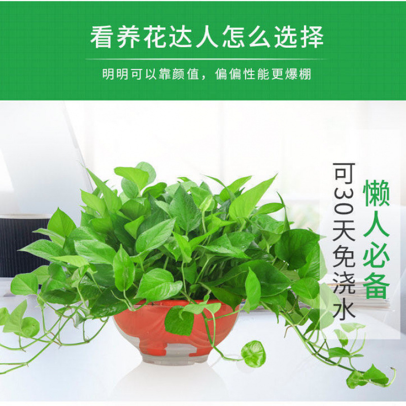 붉은 화분에 짧은 덩굴이 있는 큰 녹색 무 135개 + 흡수성 화분 + 액체 2개