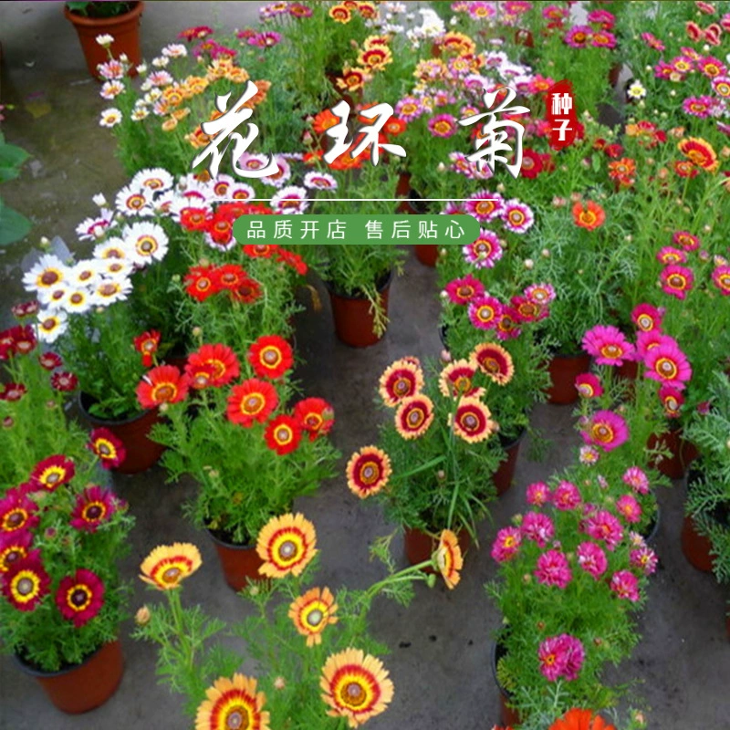 Семена цветов Венок семена хризантемы трехцветные семена хризантемы цветок морская устойчивая клумба двор открытый цветок в горшке