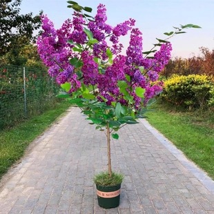 Dropshipping Lilac Saplings Fragrant Flower Plants Cold-Resistant Courtyard All Year Round Outdoor House White Lilac Flower Pot