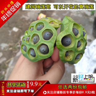 8������ɏԷ ��ɏɏ������ɏ���ɻ��N�ӻ��ܾGֲ�҃�ˮ���׻�