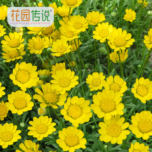 �Sɫ��Ʒ�^�p�ļ��ͺ��S�����ξ����Ի��@�̨���û��軨�N�ӷN��