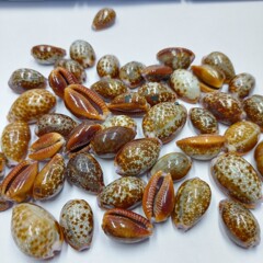 海底紅花宝貝貝殻卸売手作り材料 DIY サンプルコレクション天然巻貝