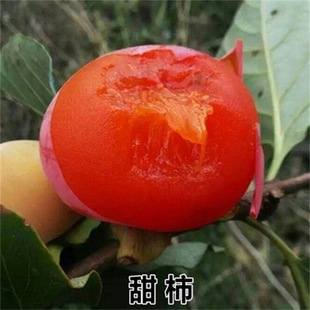 �޽����Ә�������ĥ�P���o��������ժ�¾ͳ��������ϱ����Nֲ����