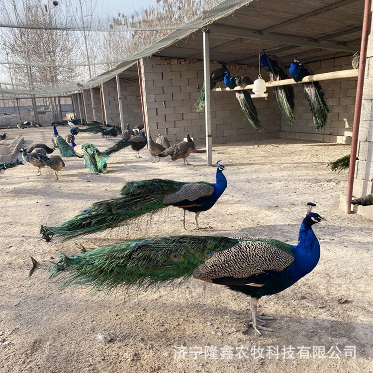 出售供应景区观赏成年蓝孔雀 开屏孔雀饲养方法养殖术 孔雀养殖场
