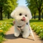 幼犬纯种活体玩赏犬