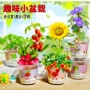 儿童办公室学生桌面绿植