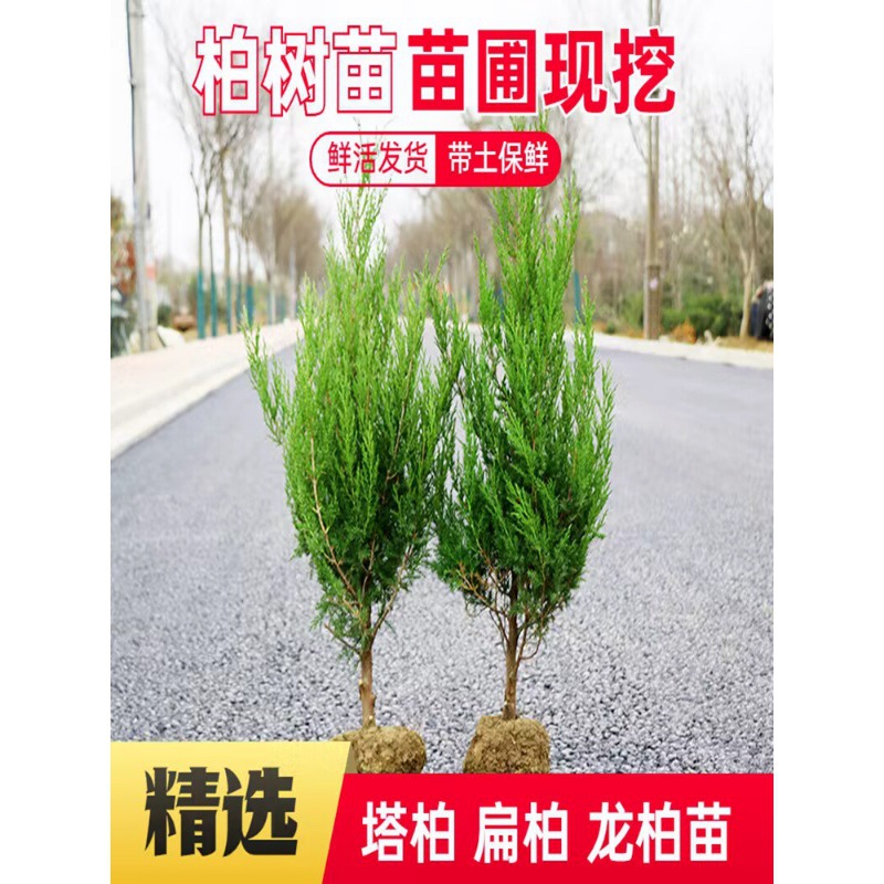 塔柏树苗松柏龙柏扁侧柏四季常青绿化苗木宝塔松耐寒耐旱易成活