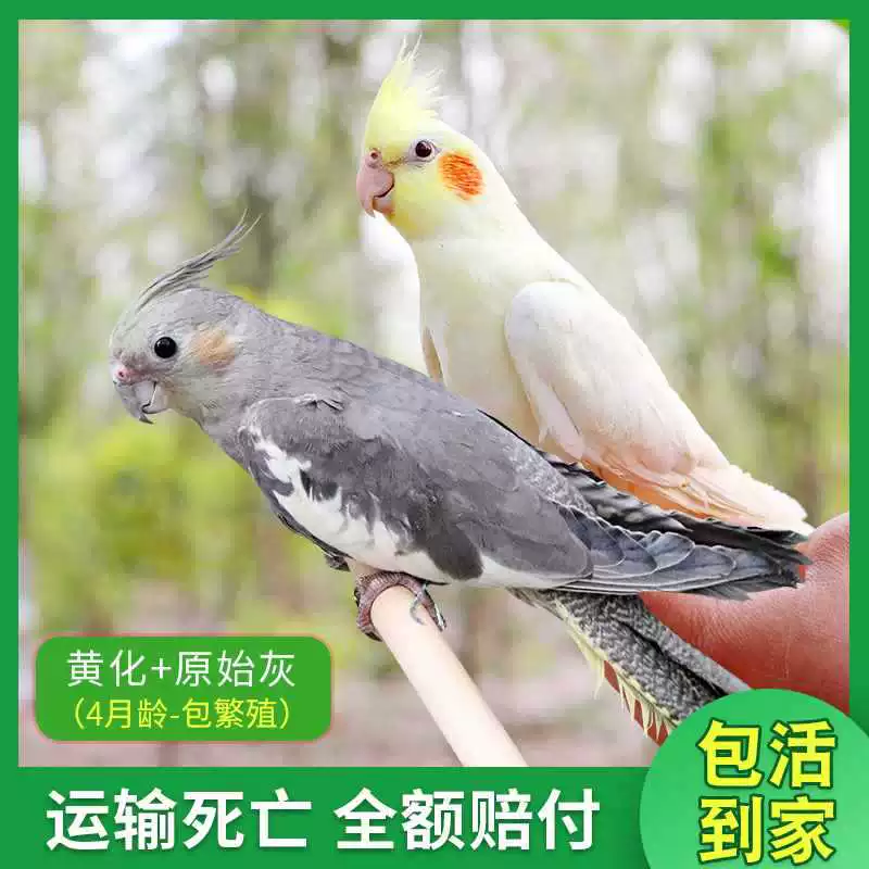 Попугай Xuanfeng для содержания и тренировок, обучение речи, домашний питомец, пара птиц может содержаться вместе