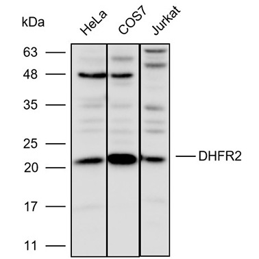 K110502P ActivAbTMAnti-DHFR2 Polyclonal Antibody 生化实验