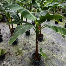 �Ž����� �����M���^�p�^�~ֲ�� �ɶ��@�־G��������ľ �ر�����