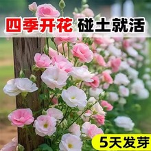 ۹NļN׻҃_Nõ廨Nѻ