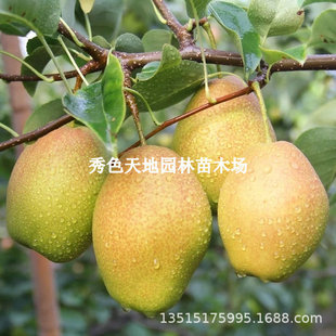 �޽������ �젖��������� �½���������箔��Y���Ϸ������Nֲ