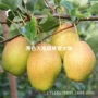 北方南方种植嫁接梨树苗