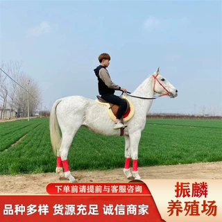 伊犁马小马驹哪里出售半血马活体骟马种马公马 德保矮马宠物马