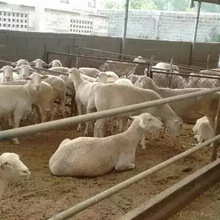山東元鴻養殖場 黑頭杜波羊養殖 白頭杜泊羊 大型牛羊養殖場常年