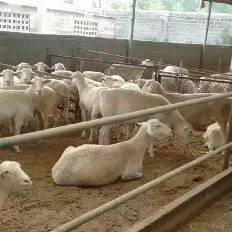 山东元鸿养殖场 黑头杜波羊养殖 白头杜泊羊 大型牛羊养殖场常年