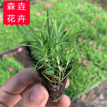 �Wʯ����ľ�������l �Wʯ��Ѩ�P�� �@���^�p�G�����ܚWʯ����ľ