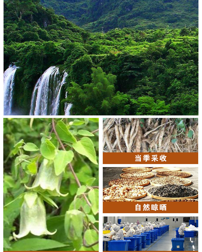 Dried Codonopsis Root Slices Dang Shen 500g Loose Bulk Herbal Tea and Soup Ingredient specifications