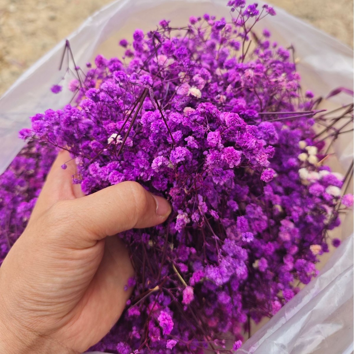 (2-10)cm 보라색 짧은 꽃머리 500g