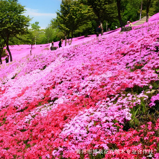 Zhizheng Manufacturers Wholesale Multi-Color Series of Clump Phlox Perennial Florals Zhizheng Cherry Blossom Sea Cold-Resistant