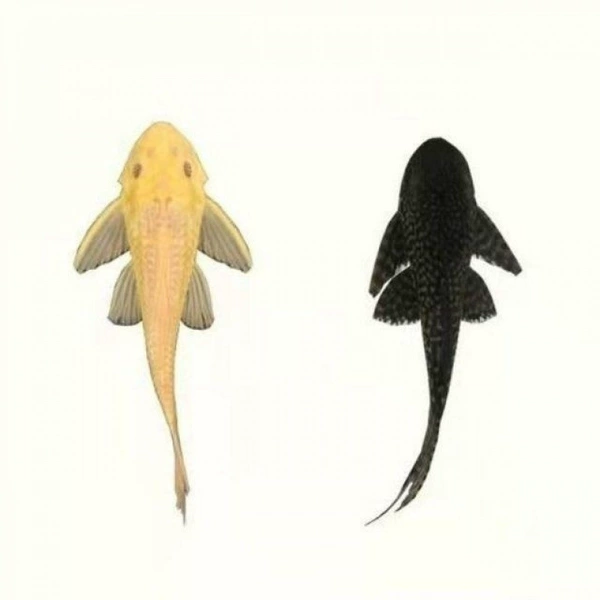 One black scavenger + one yellow scavenger (3-5 cm)