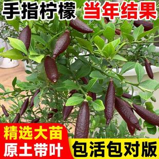 ������ָ���ʘ���ָ�����Թ�����������ͥԺ�Ϸ��Nֲ�ﮔ��Y��