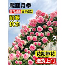 �Nޱ�������ٶ༾�_������ͥԺ���������ٱ���ɳ��ʯ�¼���������