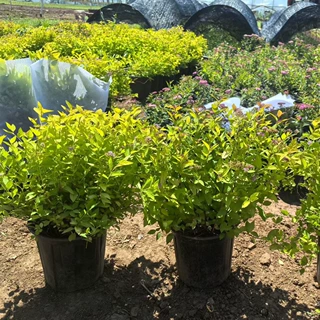 金山绣线菊杯苗 四季变色金叶粉花杯苗 庭院花坛造景工程绿化苗木