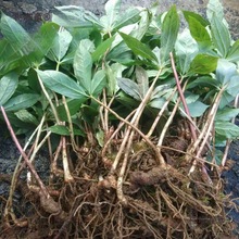 �Ĵ��ؘ������~һ֦���N��ߗU�A���F�����С�����Է�����̫��