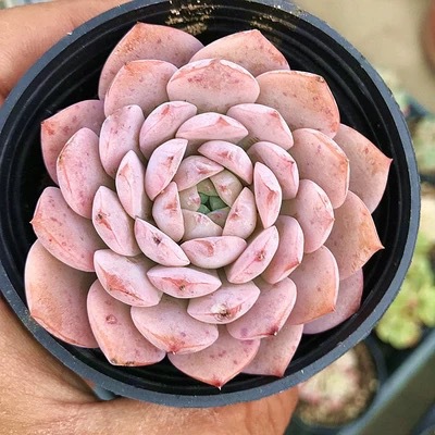 관리 및 재배 3~4cm (플라스틱 화분 배송 가능)