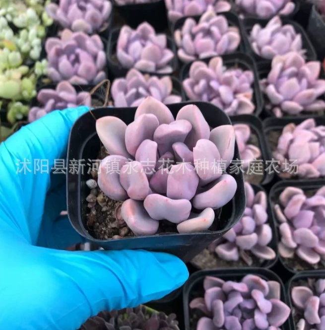 Амур 4-6 см суккулент растение база прямых продаж Большой выгодно