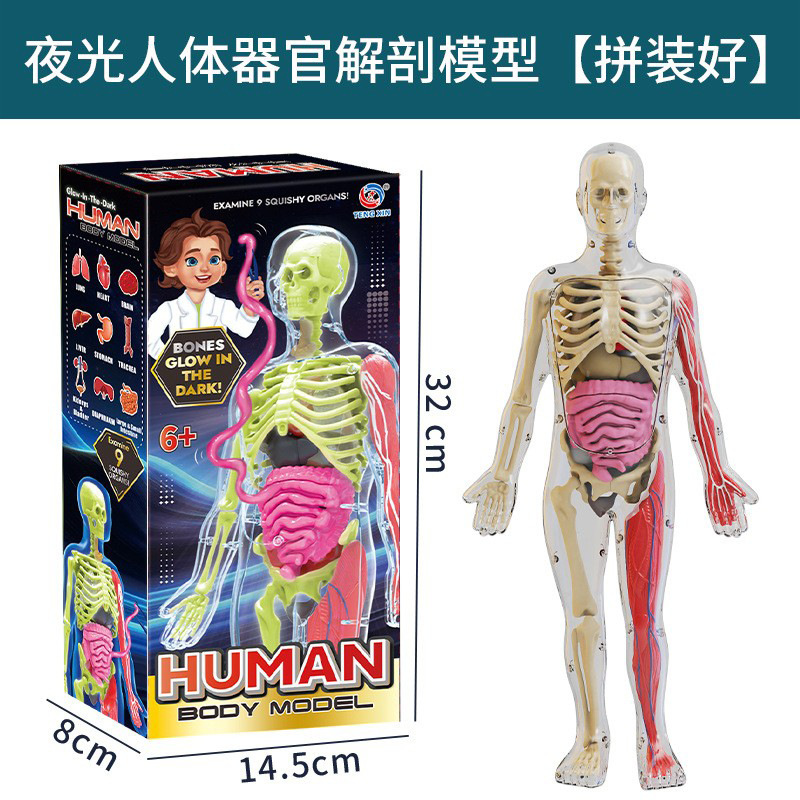 跨境人体骨骼模型玩具套装儿童人体科教实验拼装躯体结构益智玩具|undefined