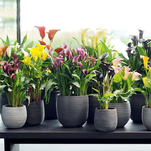 Colorful Calla Lily Bulbs with Buds, Large Balls, Potted Colorfulful Horse Bulbs, Perennial Bulb Flower Seeds