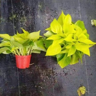 ����ֱ�N 110 �S������l���w�G���^�~ֲ������՚�����Gֲ