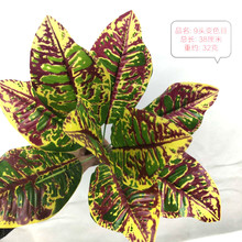 �F؛ֱ�l���枢���Ř��~�������l��ؔ׃ɫľ�����~�ز廨���b�