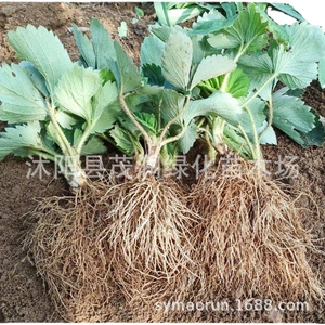 (Оптовые продажи), клубника, кремовая упаковка