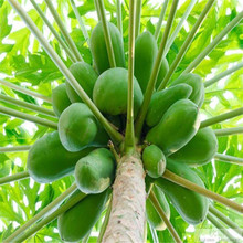 優良番木瓜種子海南紅心木瓜籽營養豐富的庭院陽台果樹種四季易種