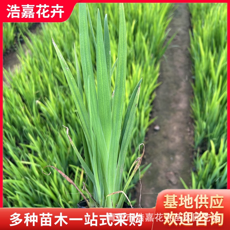 水生鸢尾黄菖蒲杯苗河道湿地人工湿地水景绿化工程多年生挺水植物