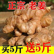 【包邮】云南小黄姜批发生姜老姜老黄姜食用姜土姜母姜月子姜大黄