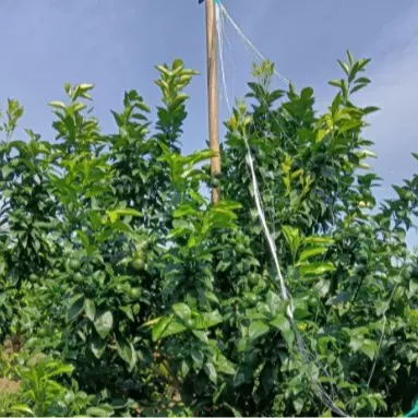 柑橘吊果网沃柑撑果网沙糖桔挂果网农用种植爬藤网厂家批发撑果