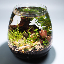 生态瓶免打理自循环小鱼生态瓶微景观玻璃瓶生态桌面鱼缸自制造景