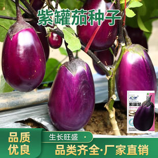 �Ϲ��ѷN���ش���������ɫ�ڹ����ļ����N�̨ͥԺ���N�߲˷N��