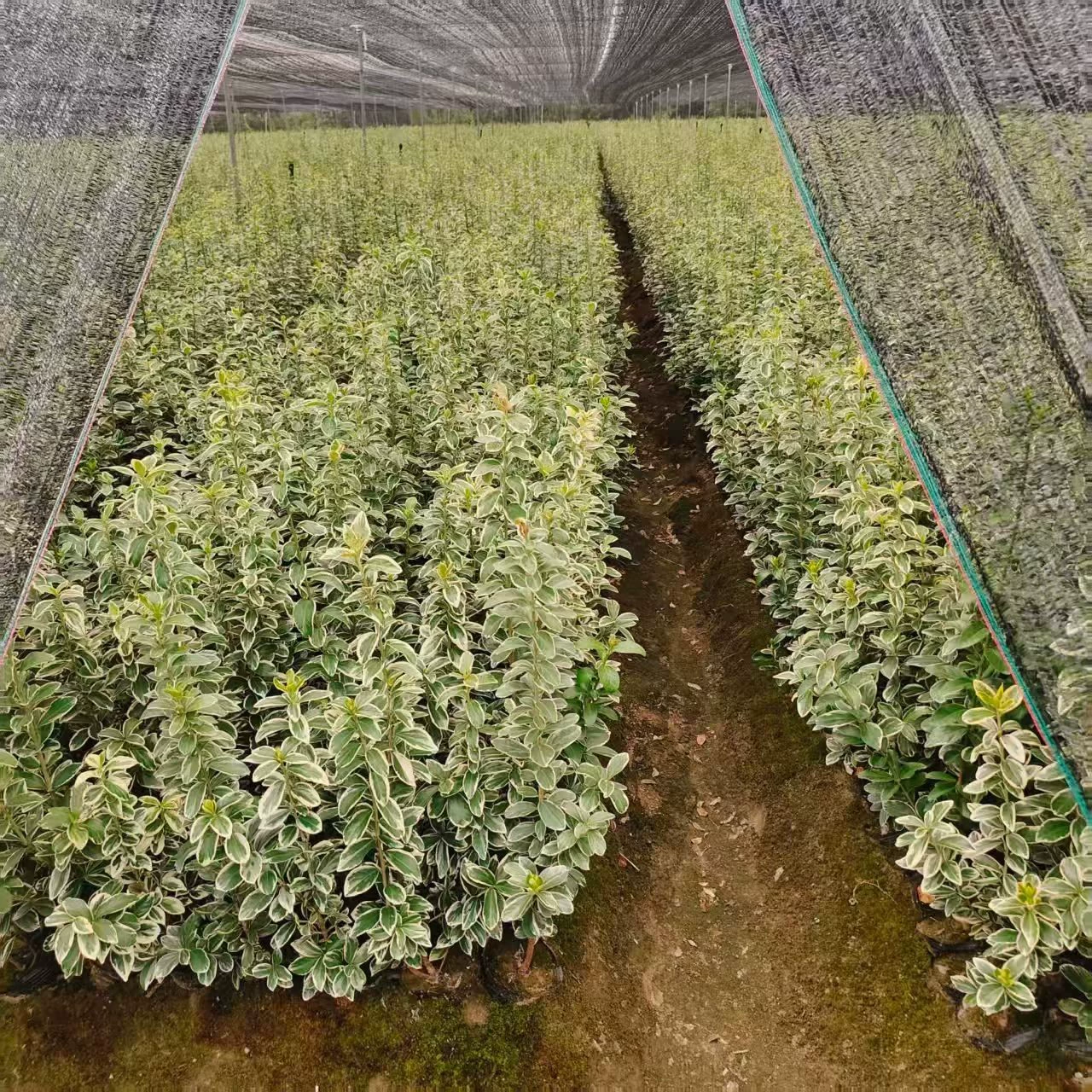 Оптовая продажа цветочных клумб для украшения дорог в муниципальном садоводческом обществе, цветные блоки из самшита с позолоченными краями