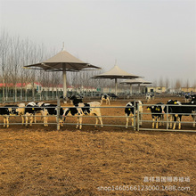 高产奶牛荷斯坦黑白花母牛牛犊急售800头 养殖奶牛要注意哪些