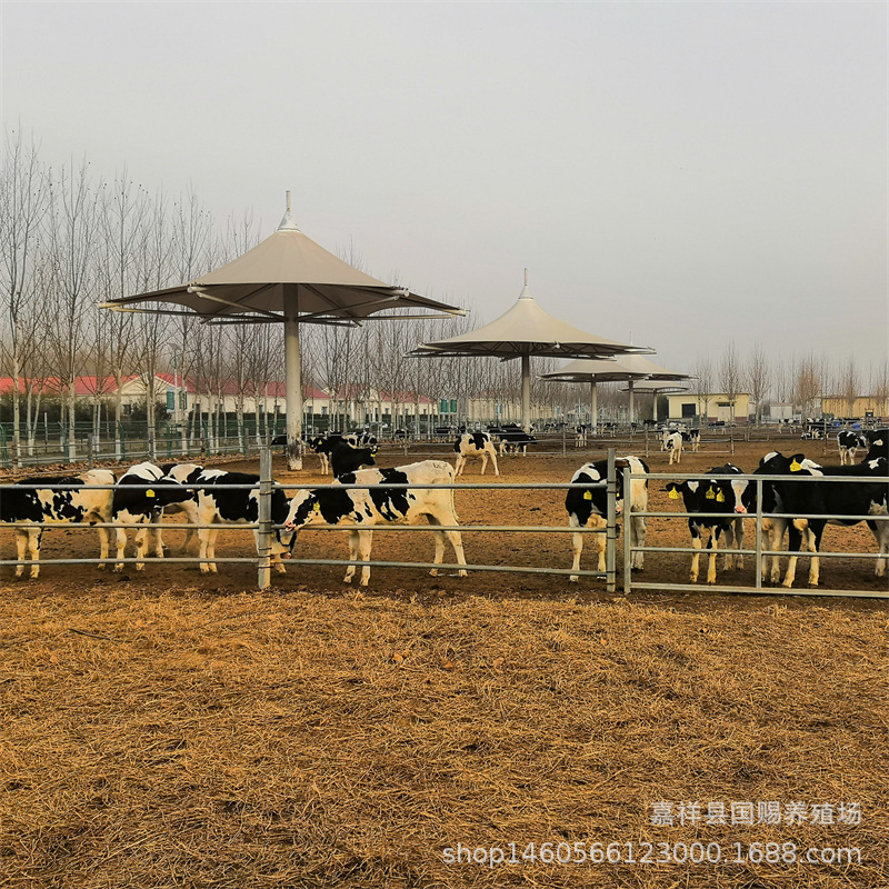 高产奶牛荷斯坦黑白花母牛牛犊急售800头 养殖奶牛要注意哪些