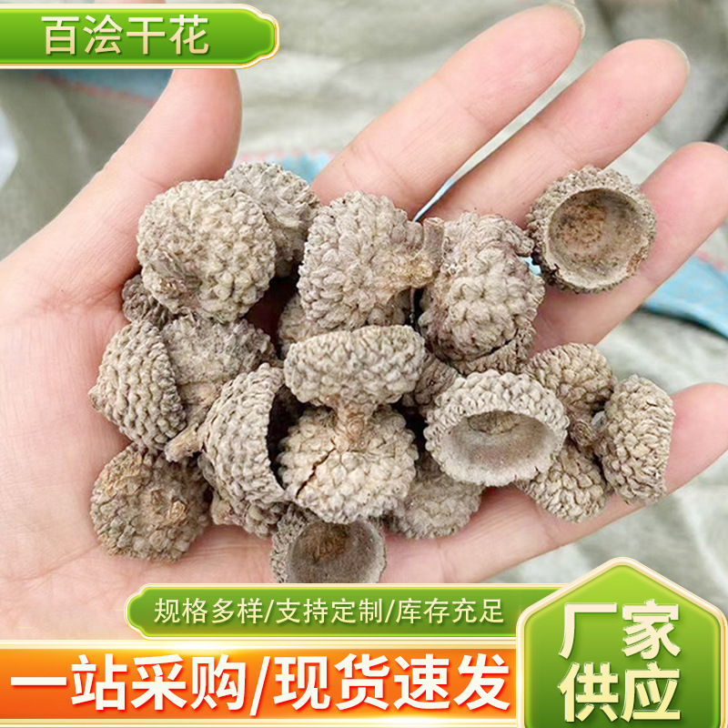 橡果壳橡果帽装饰工艺品原料手工DIY饰品橡子壳干橡树果壳子