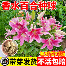 香水百合种球四季开花进口重瓣多头浓香型带芽盆栽耐寒室内外绿植