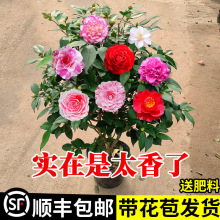 �������軨�����ļ�����ɽ�軨���҃�ֲ����B��ɫ�൤�����ͻ���
